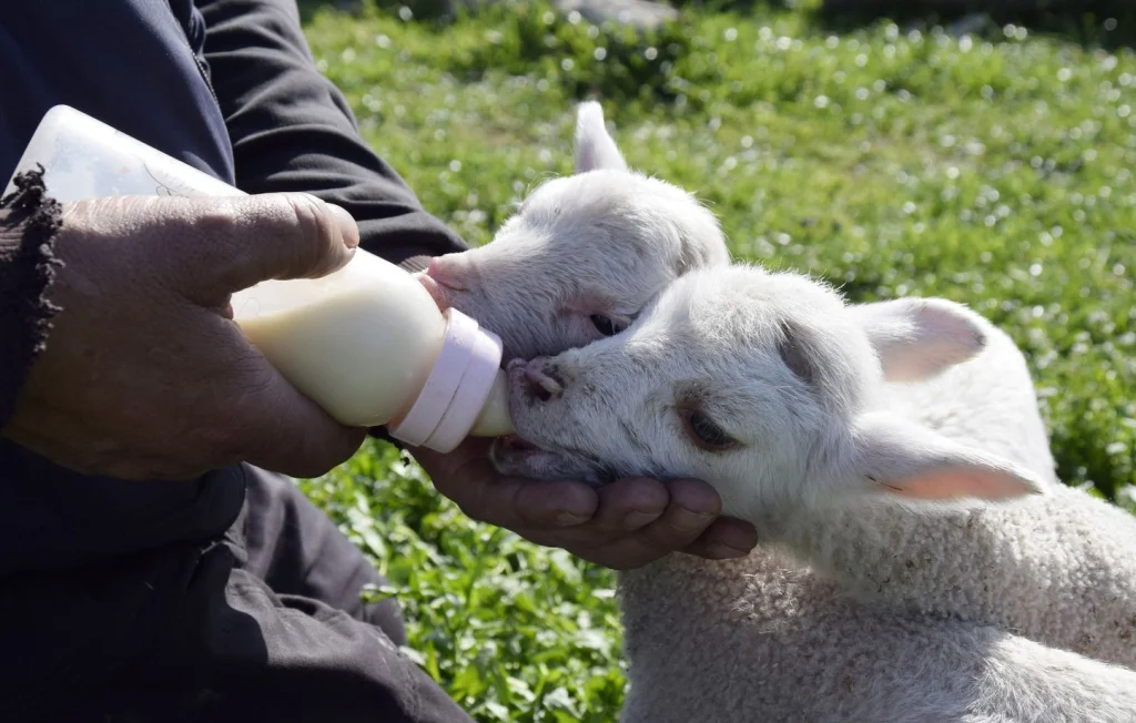 Massacre d'agneaux dans les Vosges : enquête en cours sur l'abattage