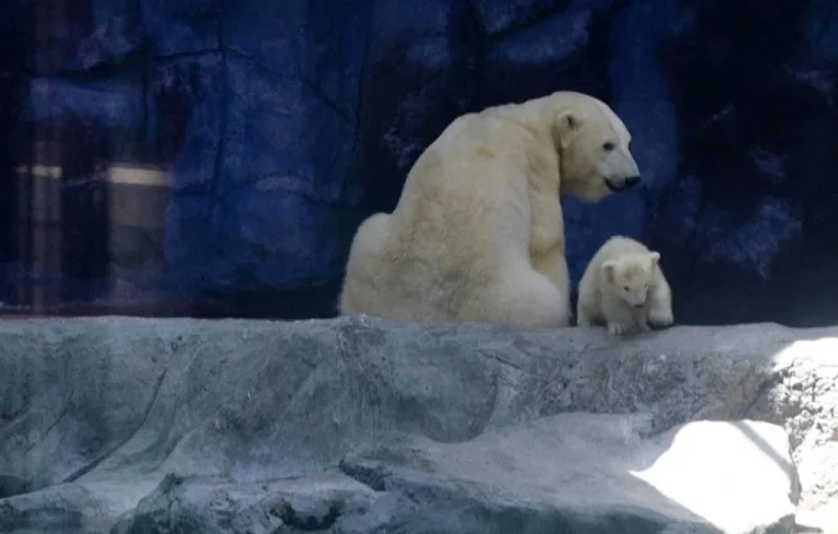 Naissance d&rsquo;un ourson blanc au Brésil : une première en Amérique Latine