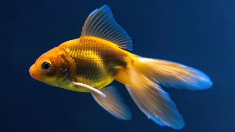 Pourquoi les poissons rouges sont-ils si dangereux dans la nature ?