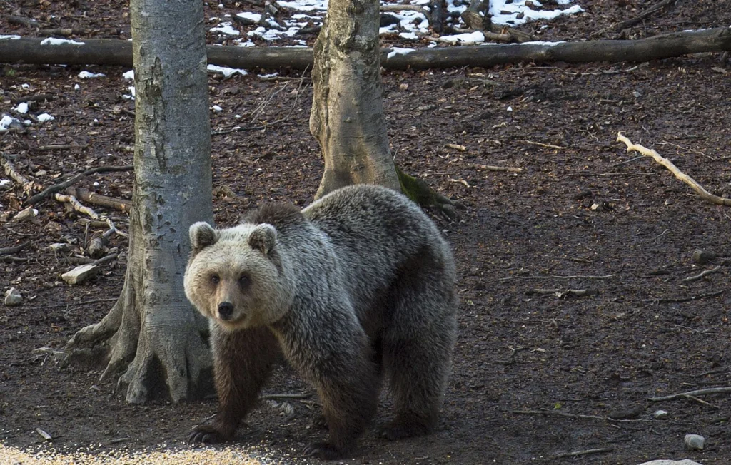 Procès du chasseur d'ourse en Ariège : enjeux cruciaux en jeu