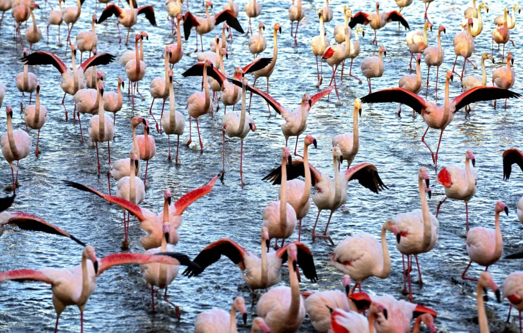 Procès pour destruction d'œufs de flamants roses en Camargue