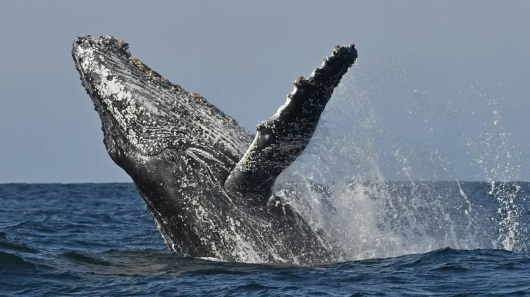 Que se passe-t-il si vous êtes avalé par une baleine ?