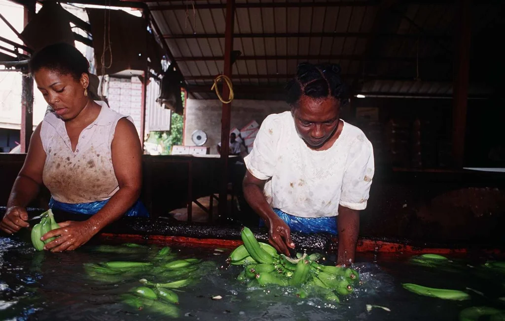 Reconnaissance des fautes de l'État dans le scandale du chlordécone