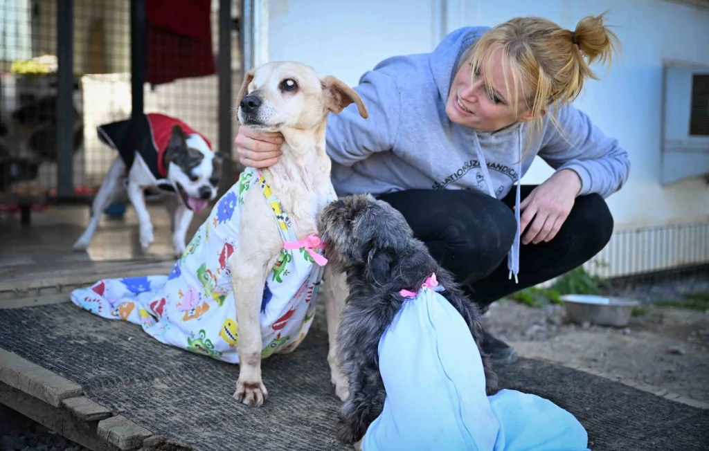Sanctuaire en Normandie pour animaux victimes de maltraitance