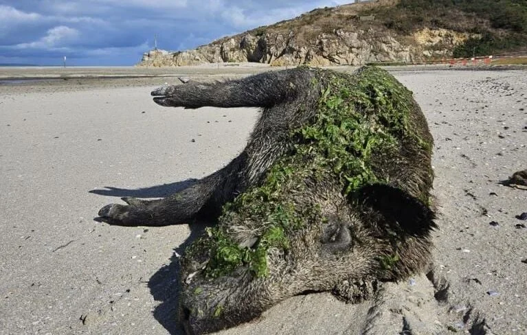 Sanglier Asphyxié par Algues Vertes en Bretagne : Enquête Clôturée