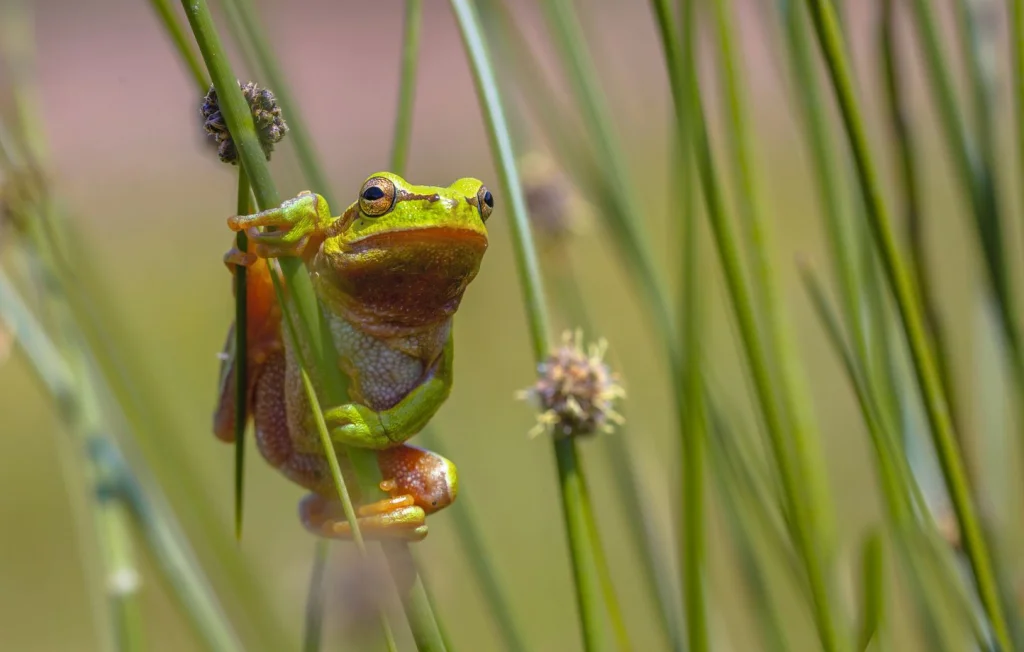 Tout savoir sur les rainettes : caractéristiques et habitats