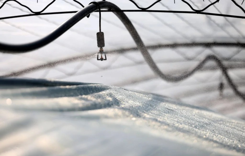 Un Acte de Malveillance Détruit des Récoltes de Fraises en Aude