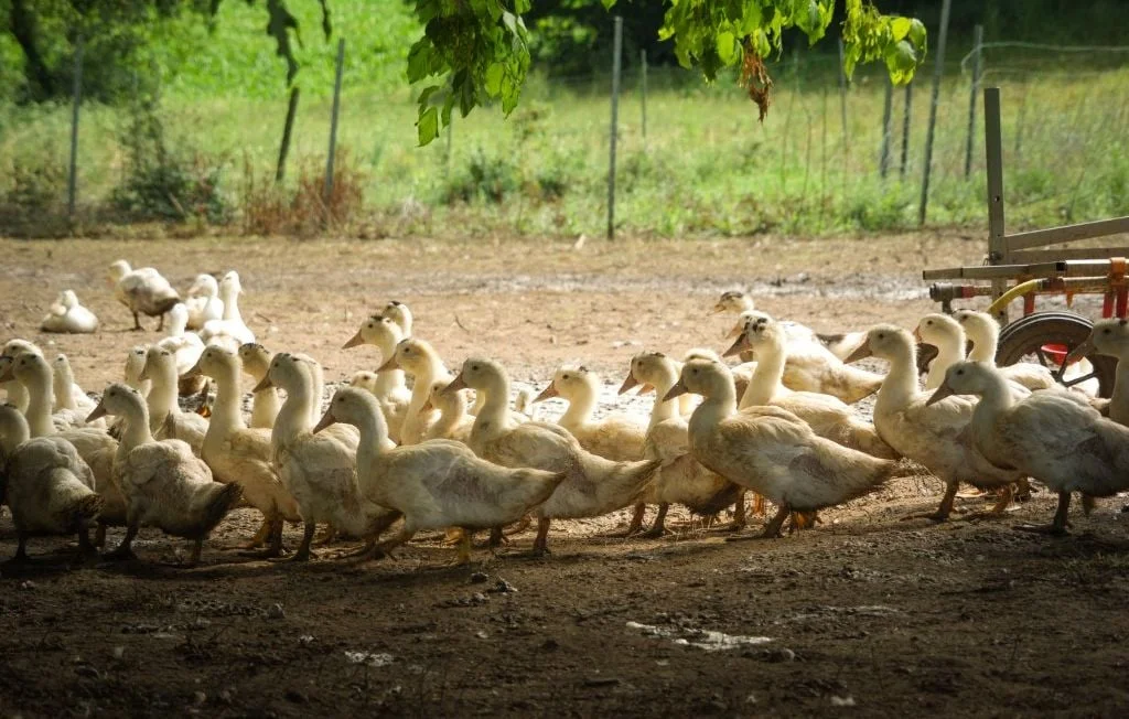 Vaccination des canards : le financement réduit à 40 % dès 2025
