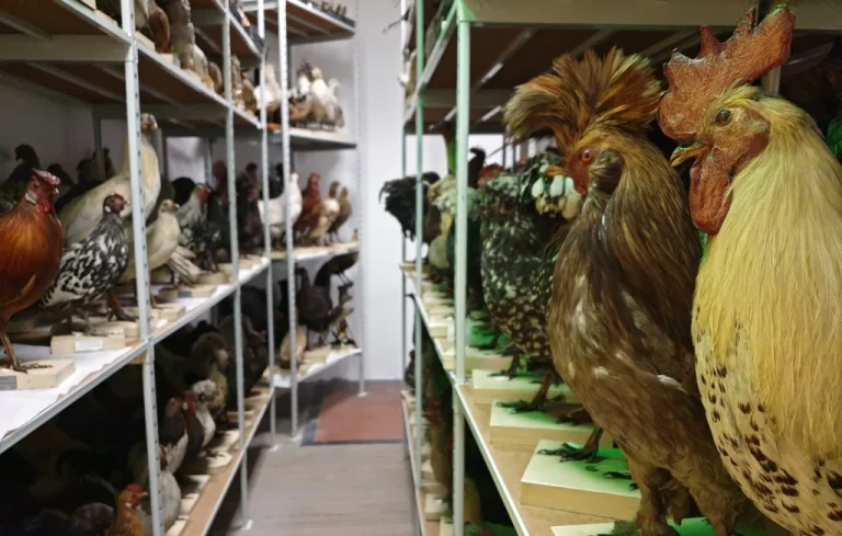 Vol insolite : 517 oiseaux empaillés disparus à Trignac
