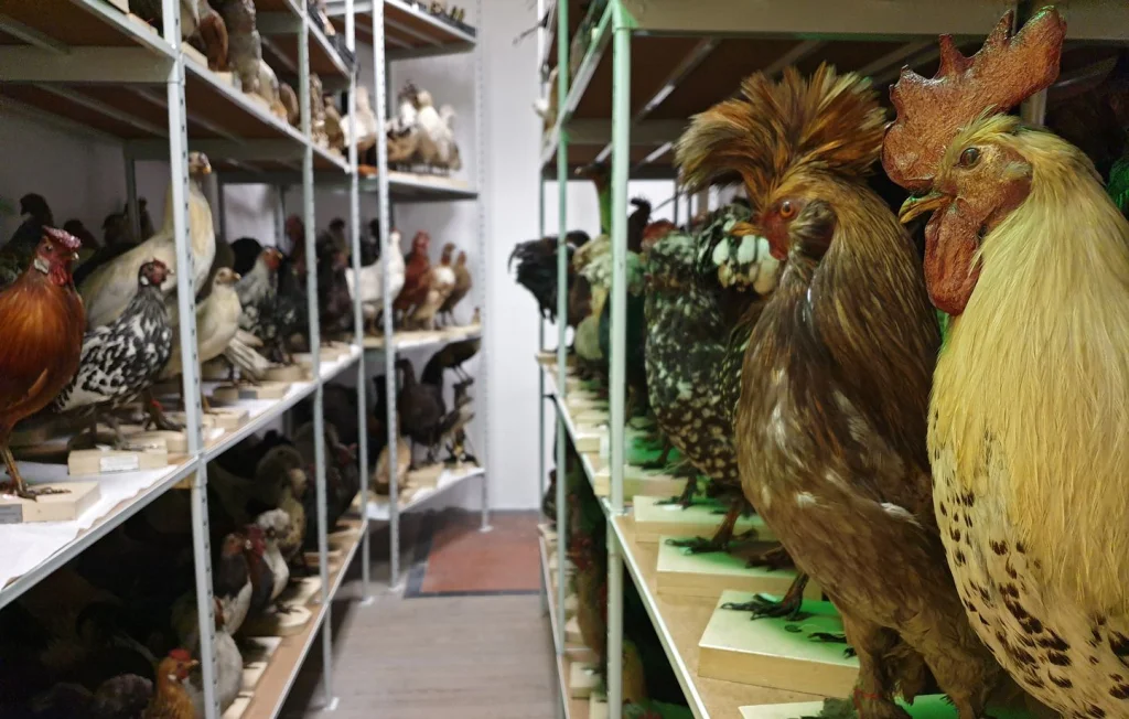 Vol insolite : 517 oiseaux empaillés disparus à Trignac