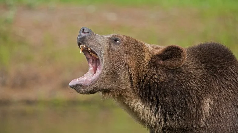 Grizzly bear avec la bouche ouverte