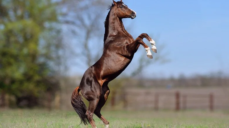 Descendance de Secretariat