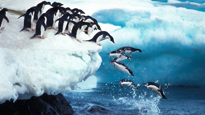 Pinguins en Antarctique