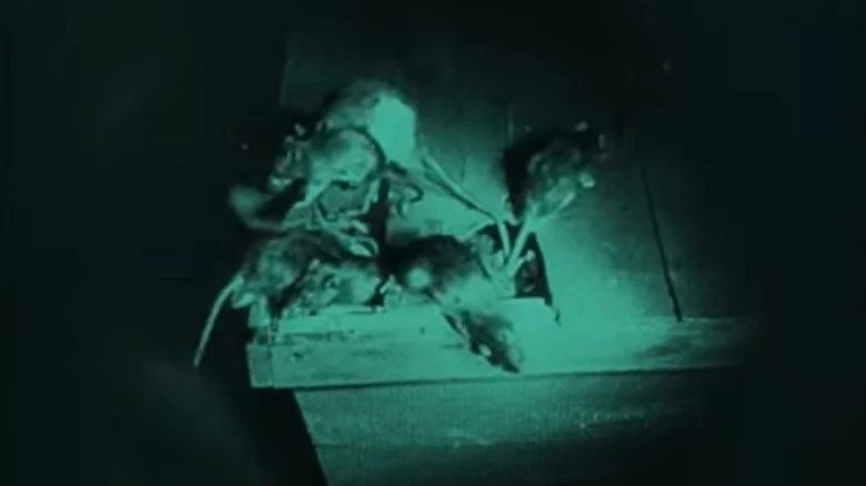 Rats dans Nosferatu