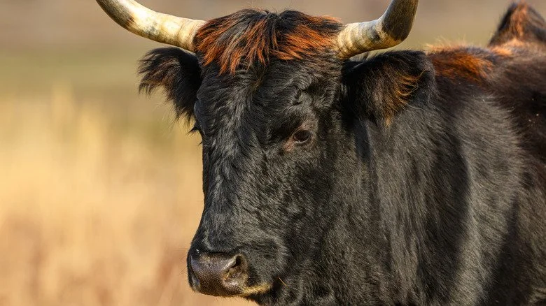 Tauros, an aurochs-like cattle breed