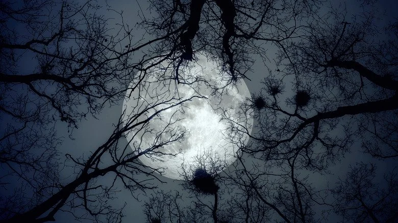 Pleine lune sur les marais de Louisiane