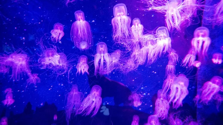 méduse-boîte dans un aquarium