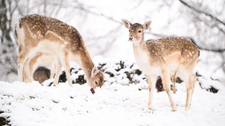Deux cerfs fouillant dans la neige