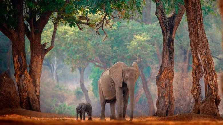 éléphant marchant dans la forêt avec un jeune