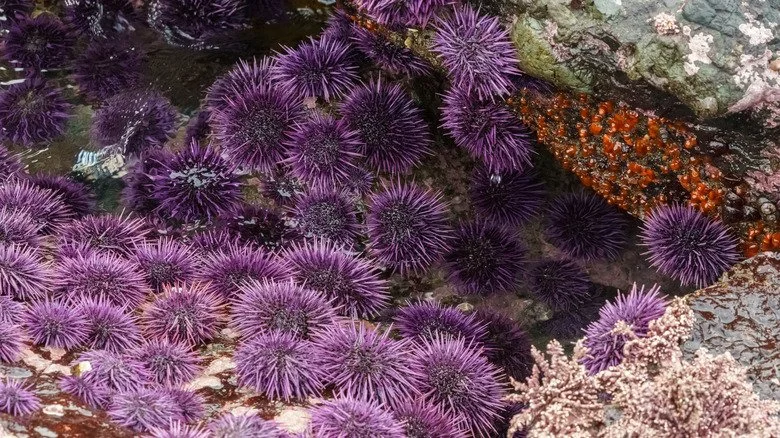 oursins violets sur le fond marin