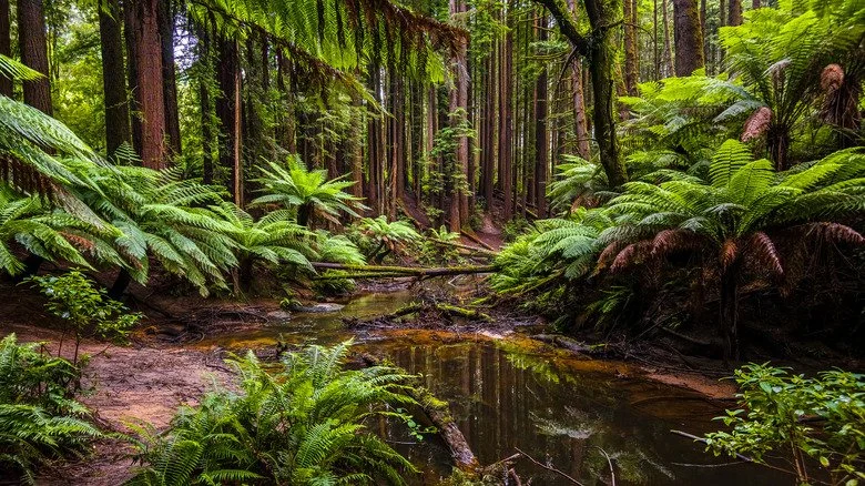 Forêt tropicale à l'intérieur de Hang Son Doong