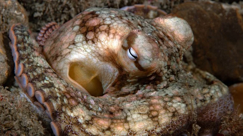 Premier plan d'un octopus reposant