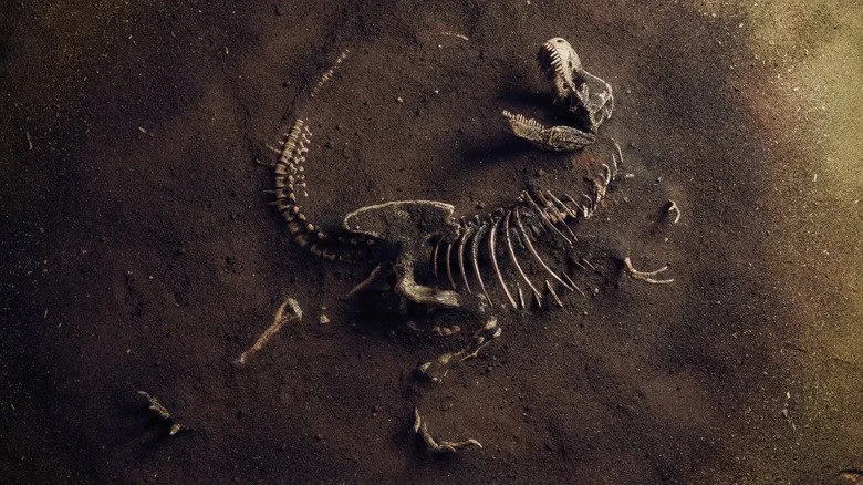 Fossile de dinosaure