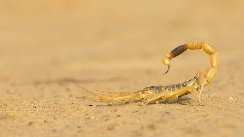 scorpion sur le sol