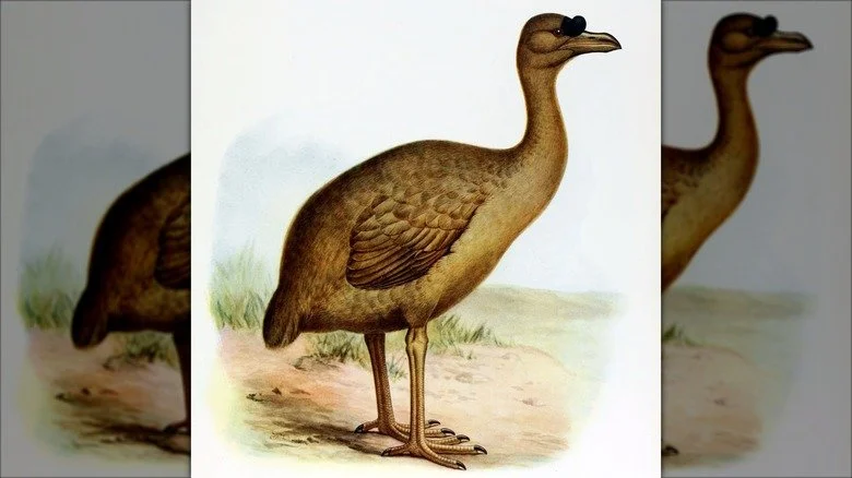 Illustration de l'oiseau Rodrigues solitaire par Frederick William Frohawk/Wikimedia Commons
