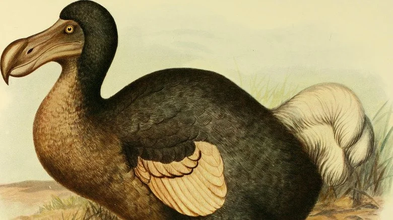 Illustration de 1907 de l'oiseau dodo
