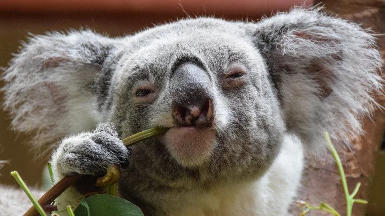 Koala regardant la caméra en mangeant