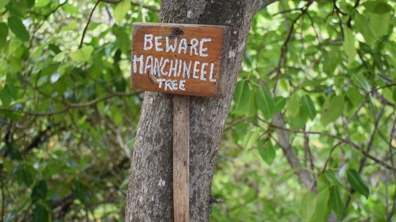Avertissement sur l'arbre manchineel à Grenade