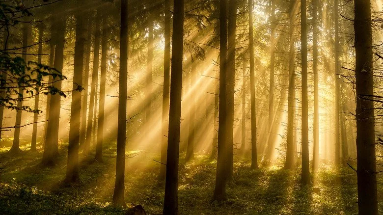 Des rayons de soleil percent à travers les arbres de la forêt