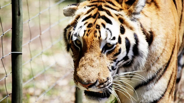 Tigre avec une clôture en arrière-plan