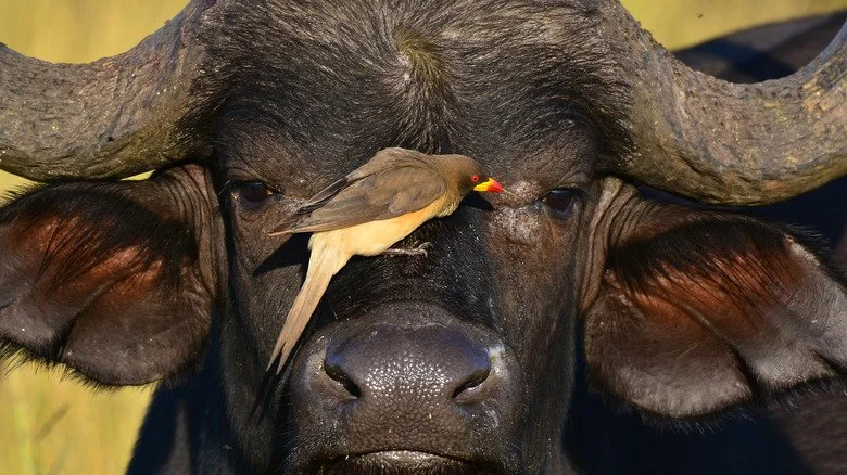 Oxpecker sur le visage d'un buffle
