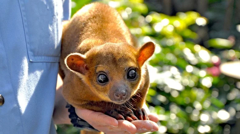 Kinkajou posé sur une palme