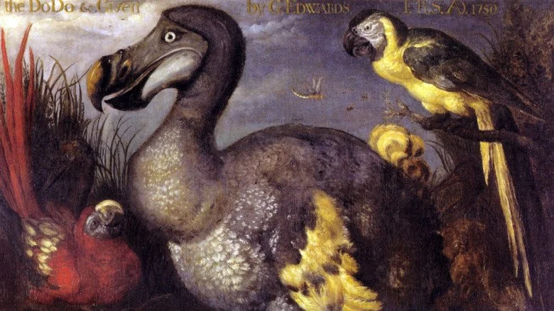 Peinture des années 1620 d'un dodo