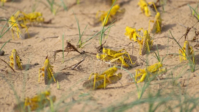 Sauterelles sur le sol
