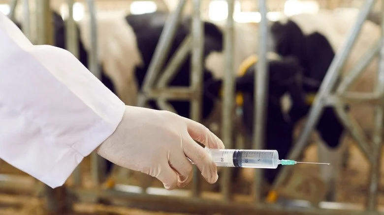 main tenant une seringue près des vaches