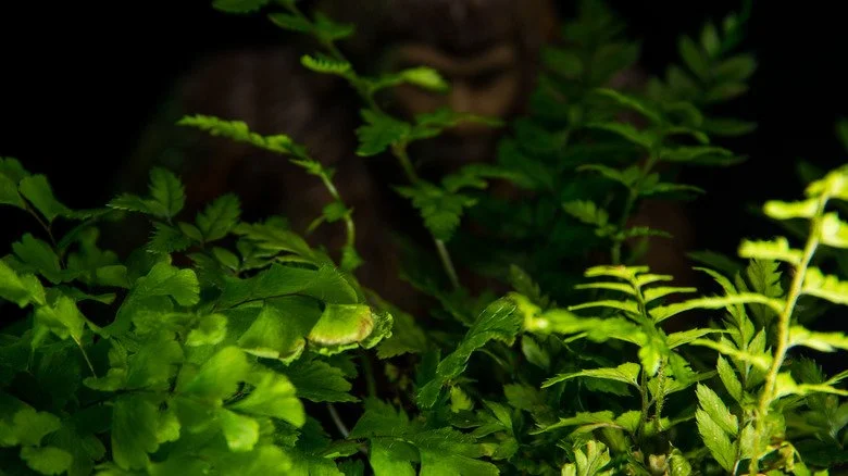 monstre des marais en Louisiane