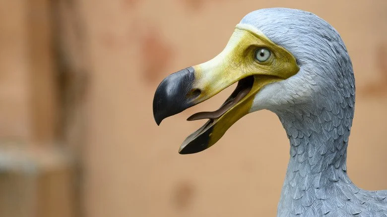 Dodo reconstruction closeup on face