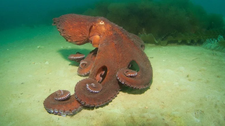 Giant Pacific Octopus