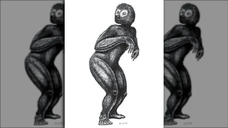 dessin d'un skunk ape