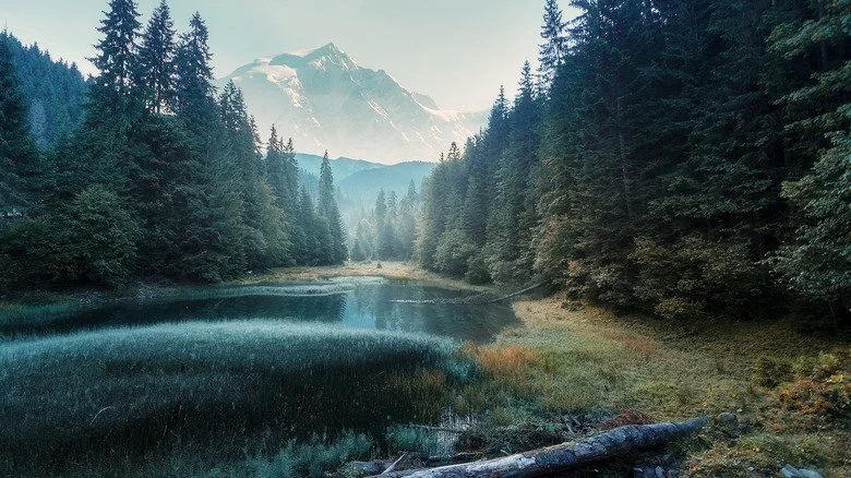 vue pittoresque de la nature en plein air