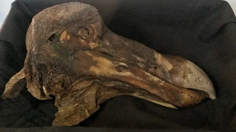 Tête de dodo d'Oxford sur fond noir