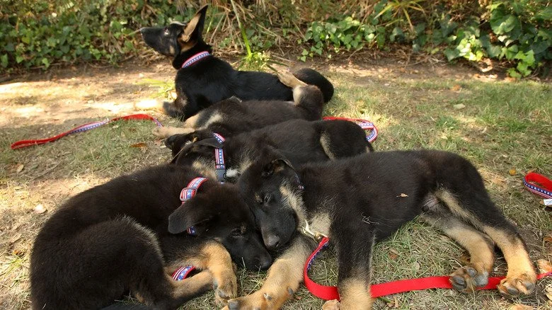 Cinq clones de Trakr