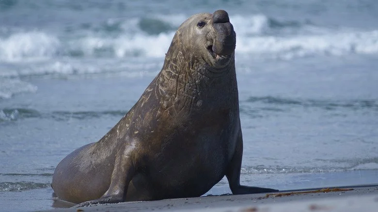 Seal sur la plage