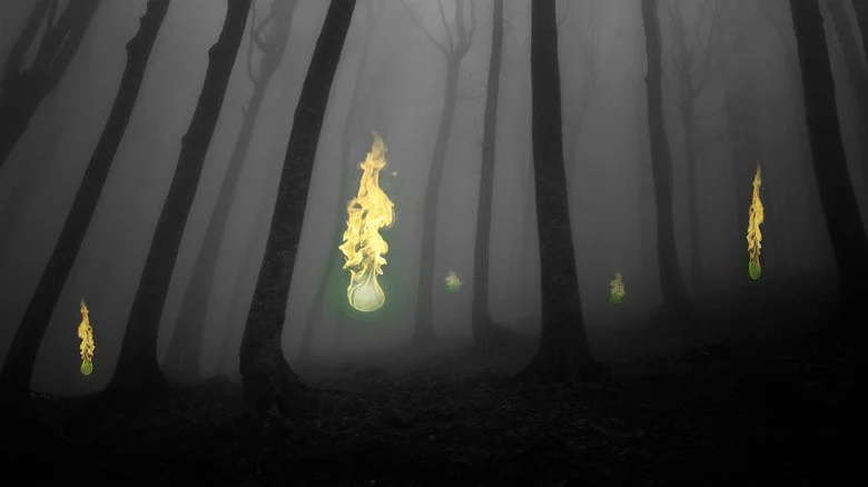 Lumières des marais