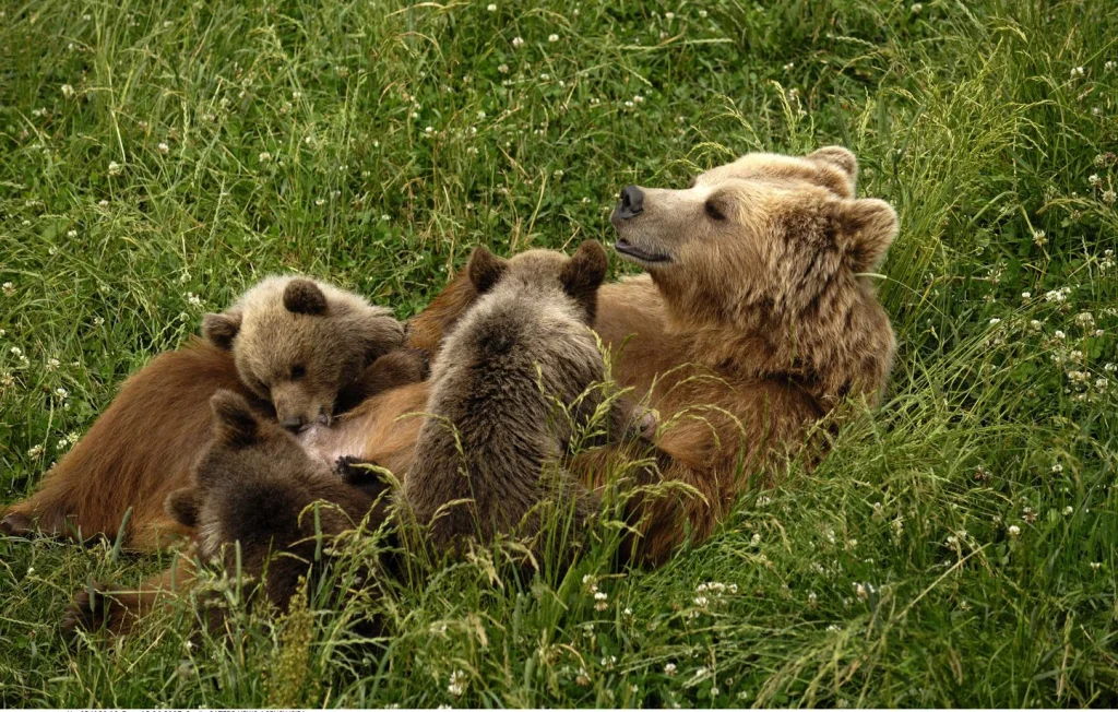 96 ours détectés dans les Pyrénées : une population en croissance