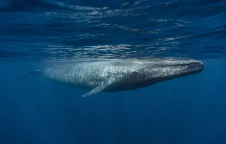 Baleine échouée à Calais : un état de décomposition inquiétant